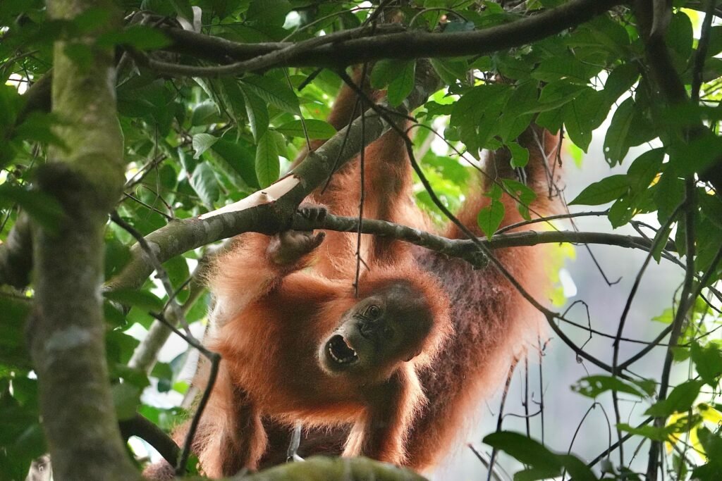 baby orangutan in Batu Katak