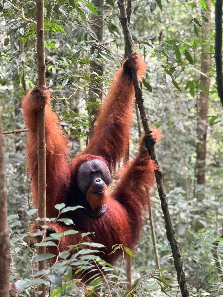 male orangutan in Batu Katak