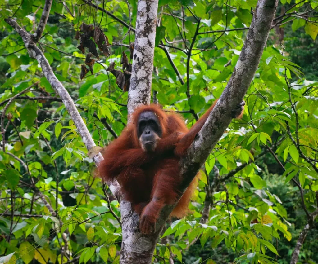 Pozorování orangutanů během treku Bukit Lawang
